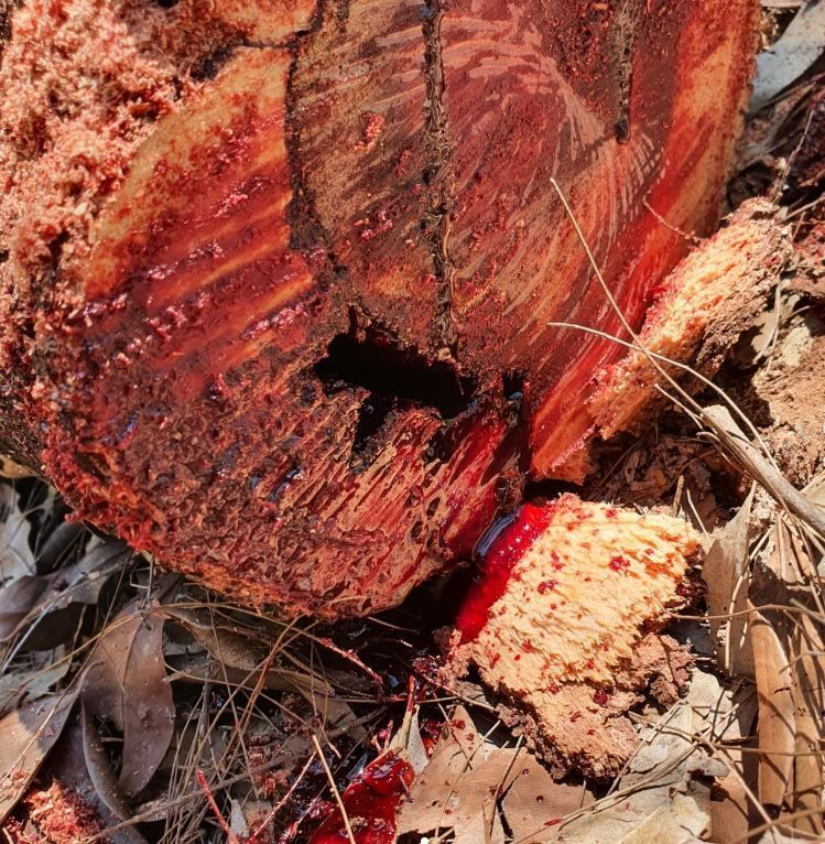 Tree Pruning & Trimming