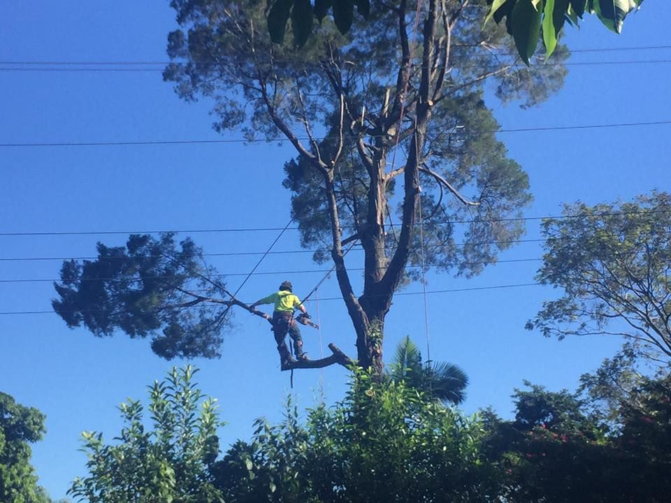 Tree Health & Treatments